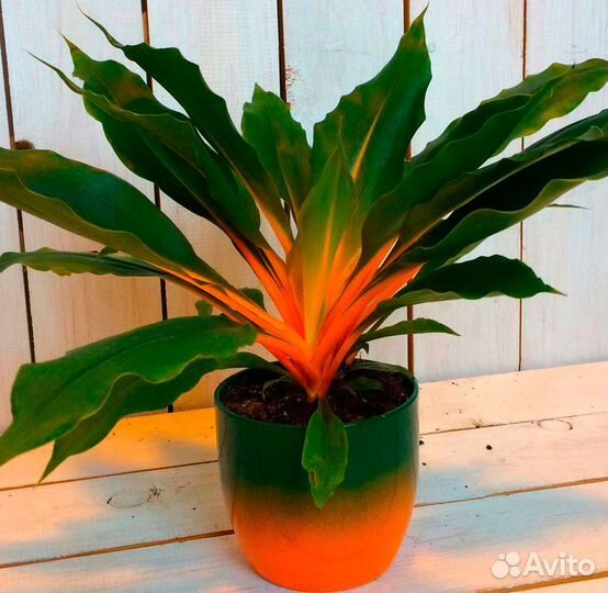 Хлорофитум Грин Оранж, Бонни и прочие