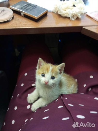 Кошки в добрые руки бесплатно