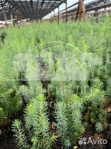 Голубая ель зкс сеянцы для лесовосстановления