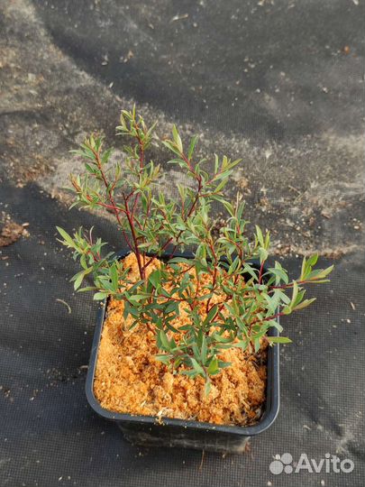 Чёрная смородина, ива, бересклет, лапчатка