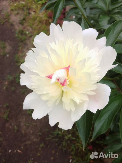 Пионы на резку