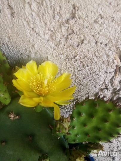 Опунция опушеная