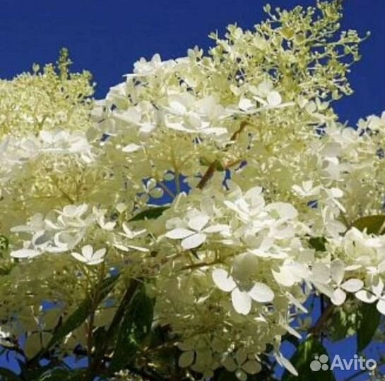 Гортензия Метельчатая Сандей Фрайз