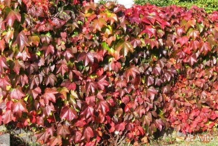 Девичий виноград Саженцы