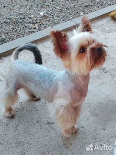 Йоркширский терьер(вязка)