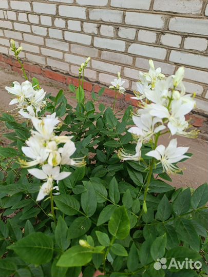 Ясенец белый