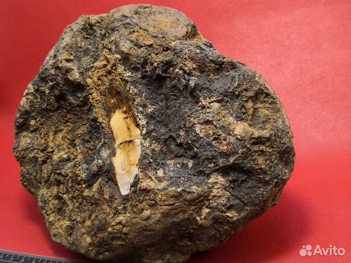 Окаменелое дно древнего океана