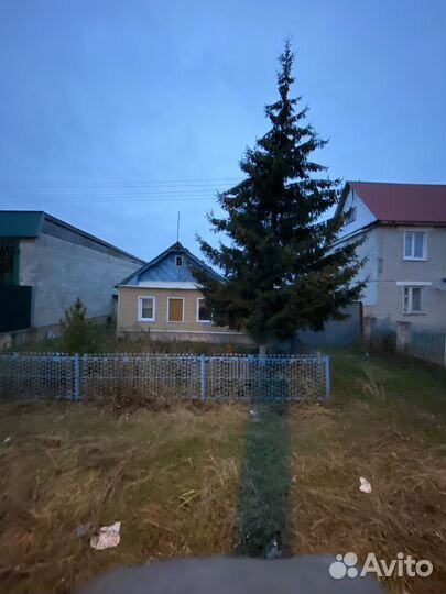 Ель многолетняя