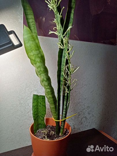 Сансевиерия Микс Ханни и трехполосная Тещин язык