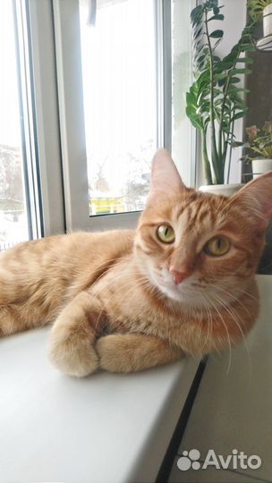 Кошечка Мурка