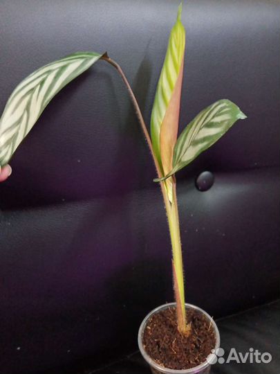 Ктенанта Сетоза