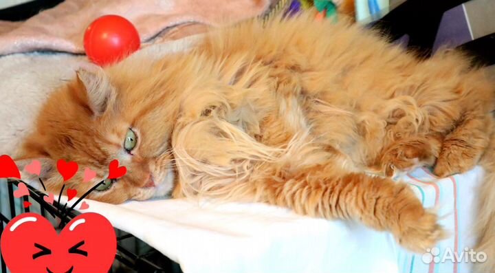 Кошка рыжая в добрые руки