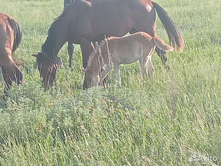 Продам кобылу с жеребенком