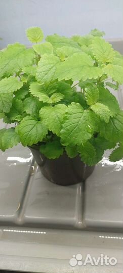 Мелиса лимонная в горшках