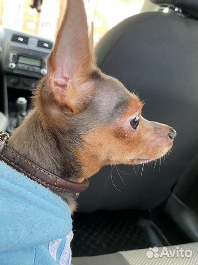 Вязка той-терьер мальчик