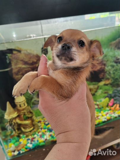 Той-терьер щенки