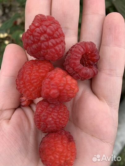 Малина саженцы