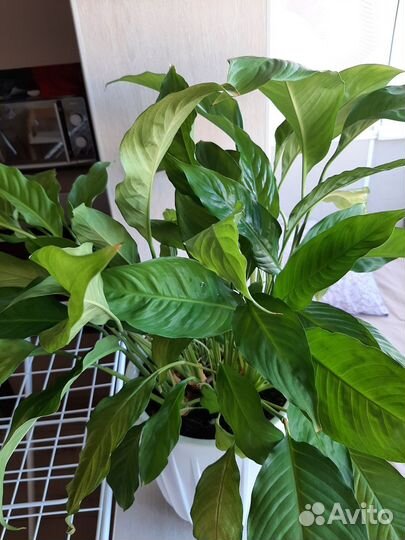 Спатифиллум большой комнатный цветок в горшке