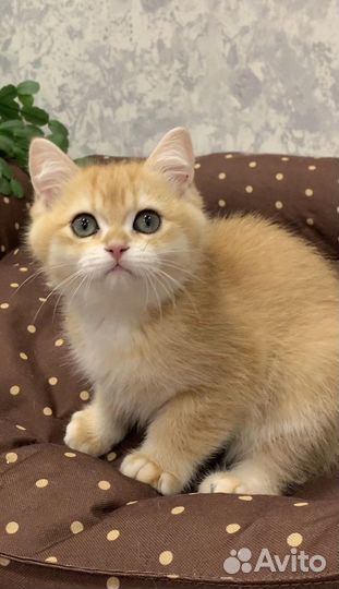 Британские котята золотая шиншилла