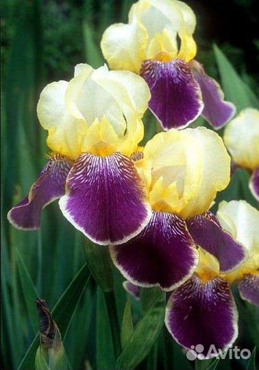 Ирисы сортовые