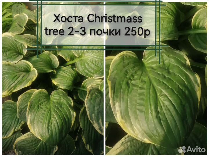 Многолетние садовые растения