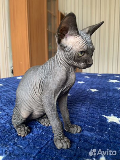 Канадский сфинкс