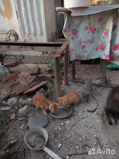 Котята отдам бесплатно