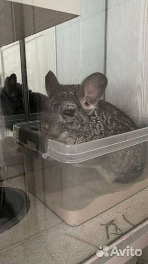 Шиншилла с домом-витриной