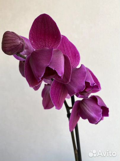 Орхидея пелорик Стелленбош купить в Москве | Товары для дома и дачи | Авито