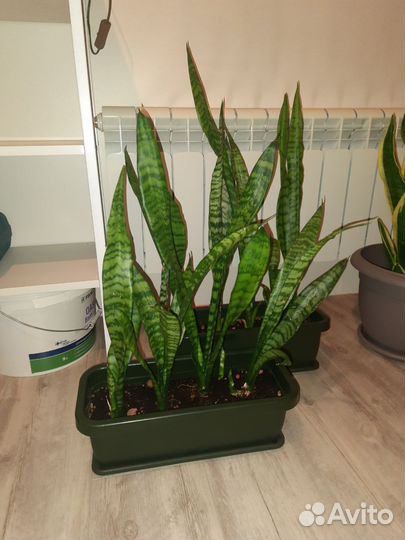 Щучий хвост Сансевиерия
