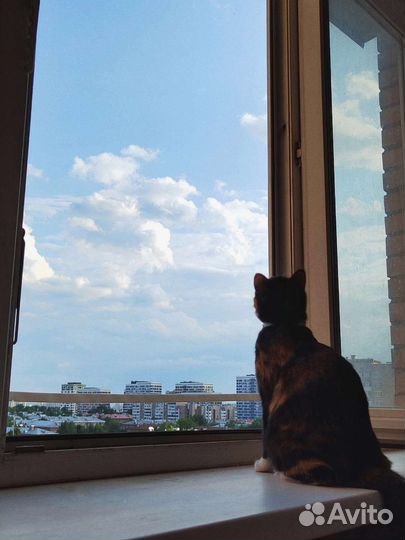 Муся в ответственные руки