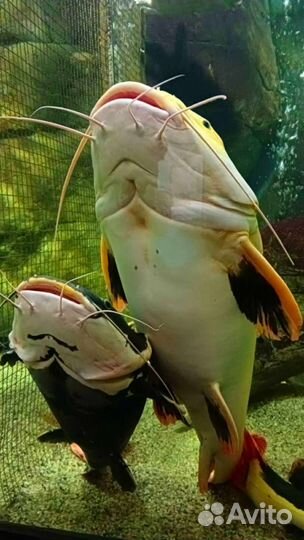 Билет в океанариум до 26 октября 2023 года