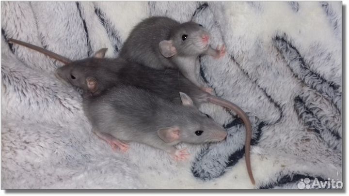 Крысята Дамбо норковые. Крысы голубого окраса пито