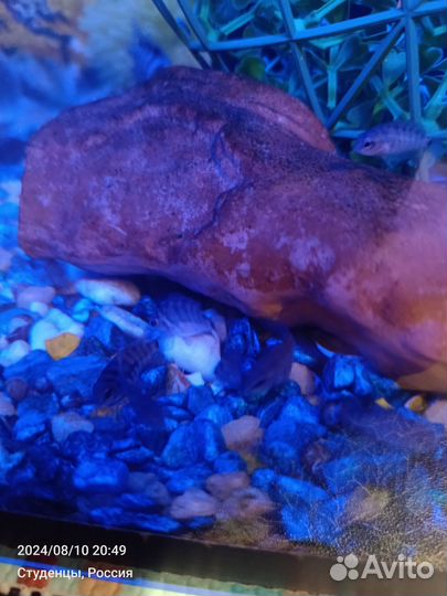 Цихлозома чернополосая