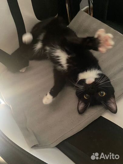 Кошка отдам в хороший руки