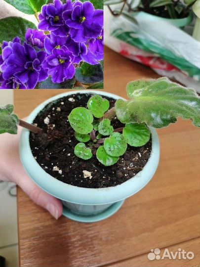 Комнатные цветы