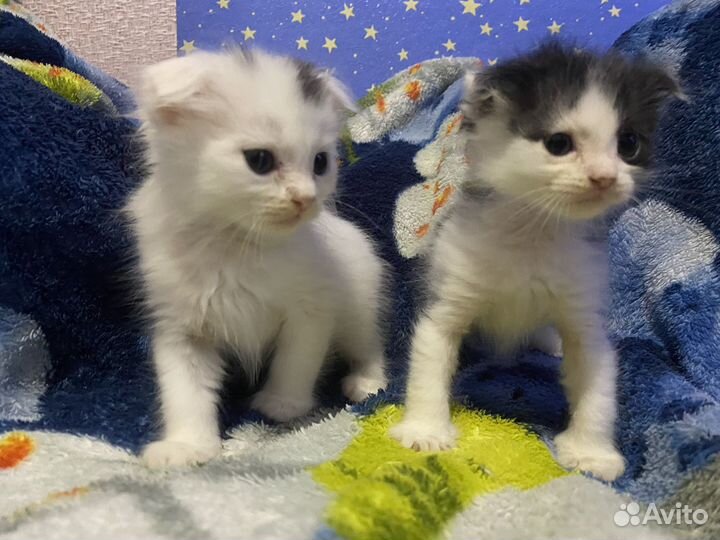 Котята в добрые руки бесплатно