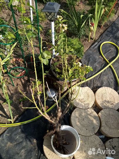 Роза жёлтая и др