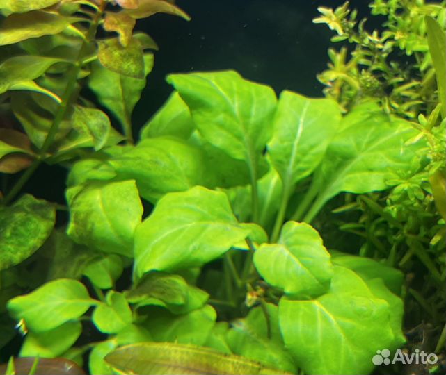 Аквариумные растения