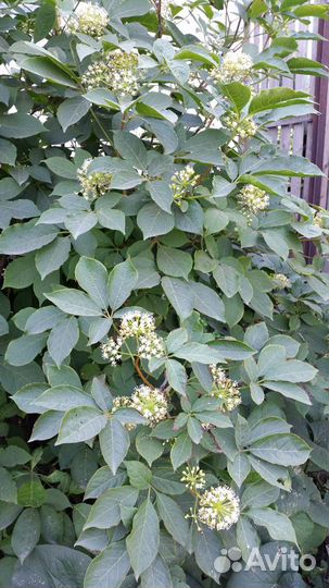 Саженцы элеутерококка