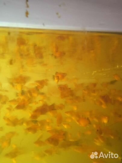 Аквариумные рыбы