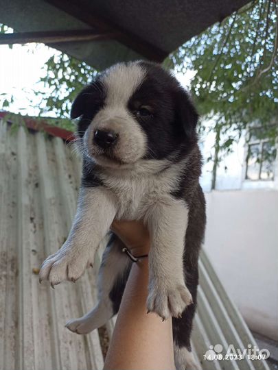 Щенки дворняжки бесплатно