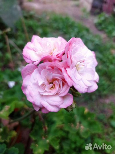 Ириол Акира пеларгония