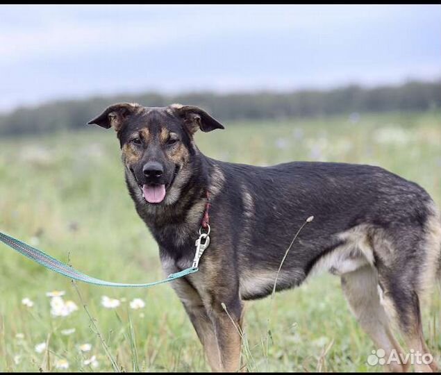 Собака в добрые руки