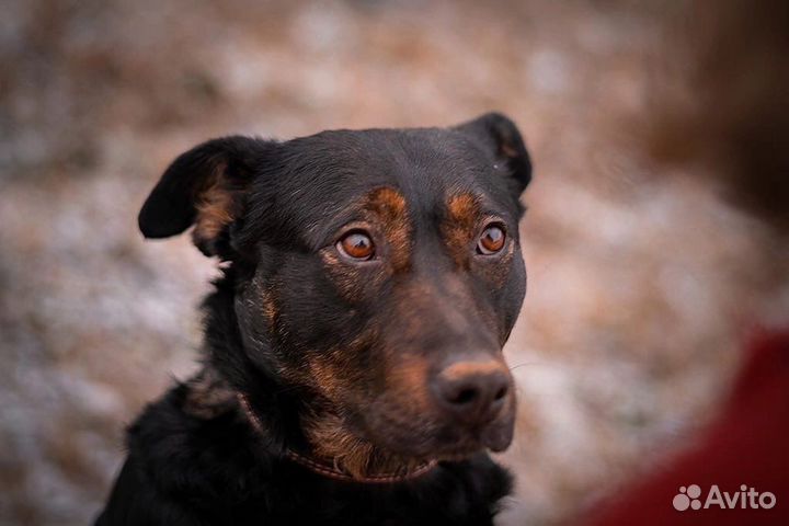 Милая Дейзи