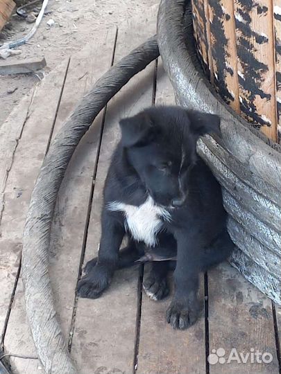 Щенок мальчик 2 мес, ищем дом