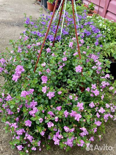 Петуния сурфиния алиссум вазоны И кашпо