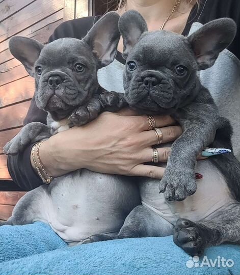 Мерле,тигруля,панда и палевый