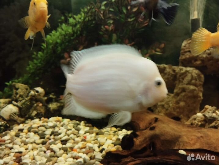 Цихлиды разные