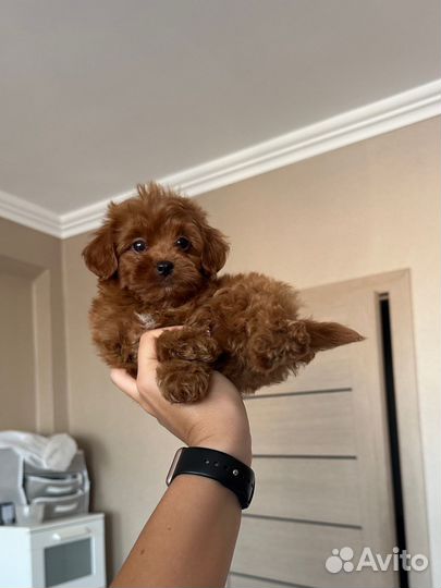 Мальтипу f1 яркий-шоколад редбраун москва